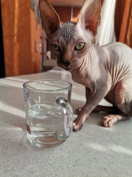 для чего нужен qr код переболевшего коронавирусом