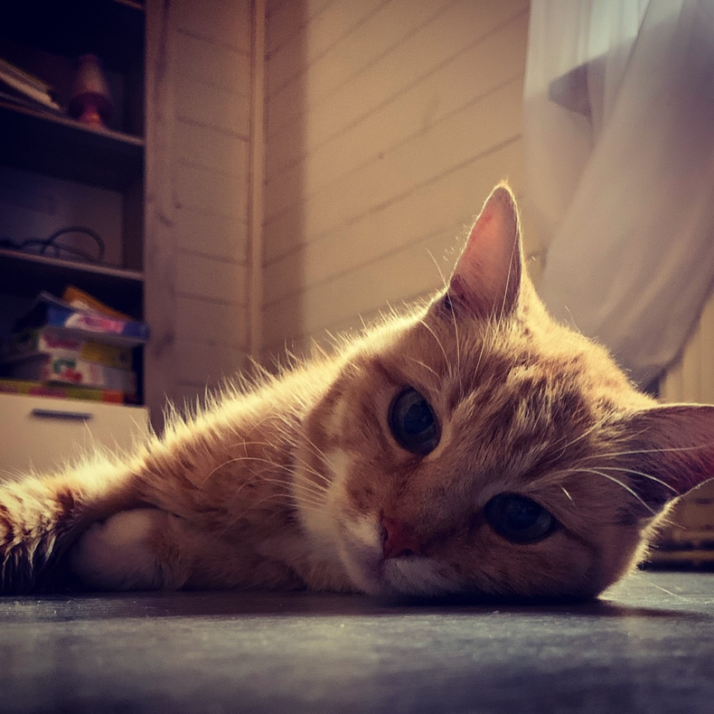 Alt cat