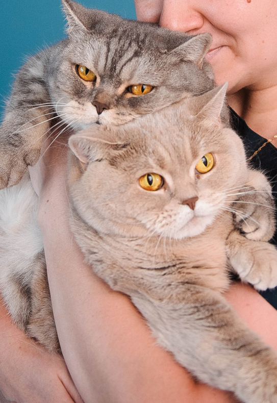 Лучшие корма для кошек: какой выбрать и что советуют ветеринары