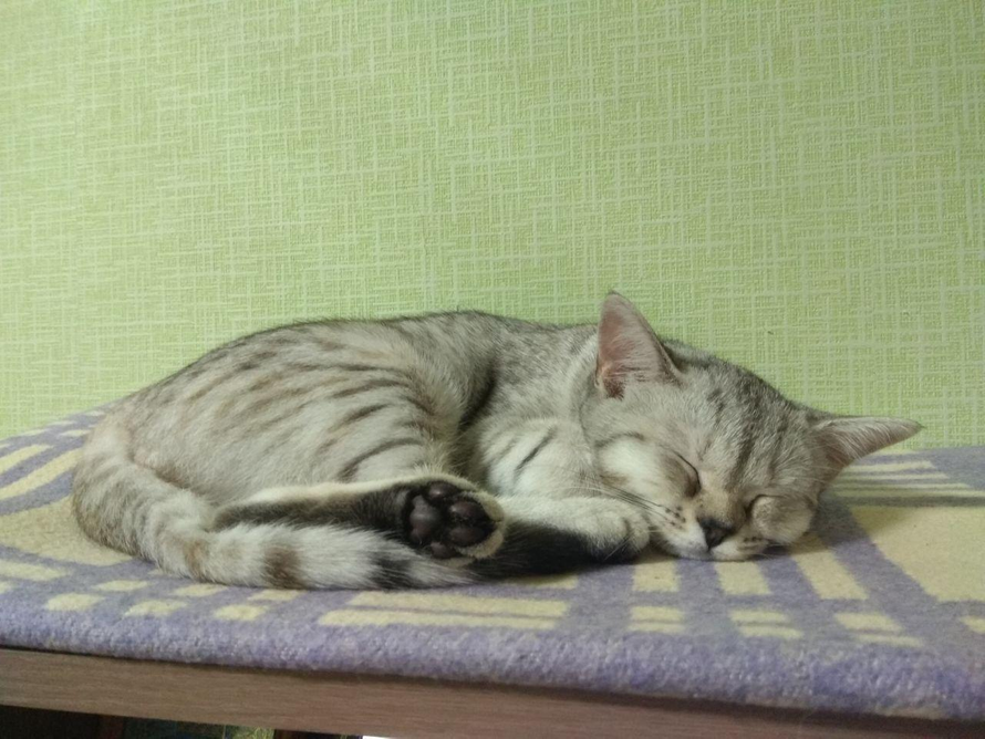 Лучшие корма для кошек: какой выбрать и что советуют ветеринары