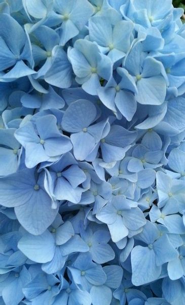 Image about blue in Hydrangea by solmay on We Heart