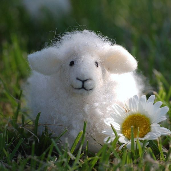 невинная овечка