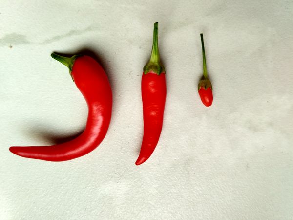 Аватар пользователя Hot Chili Pepper